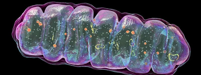Bioglutide NA-931 Mitochondria | Shaanxi BLOOM Tech Co., Ltd Bioglutide NA-931 Mitochondria | Shaanxi BLOOM Tech Co., Ltd