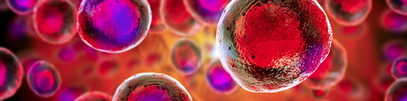 Bioglutide NA-931 cell | Shaanxi BLOOM Tech Co., Ltd Bioglutide NA-931 cell | Shaanxi BLOOM Tech Co., Ltd