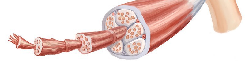 Bioglutide NA-931 Skeletal muscle | Shaanxi BLOOM Tech Co., Ltd Bioglutide NA-931 Skeletal muscle | Shaanxi BLOOM Tech Co., Ltd