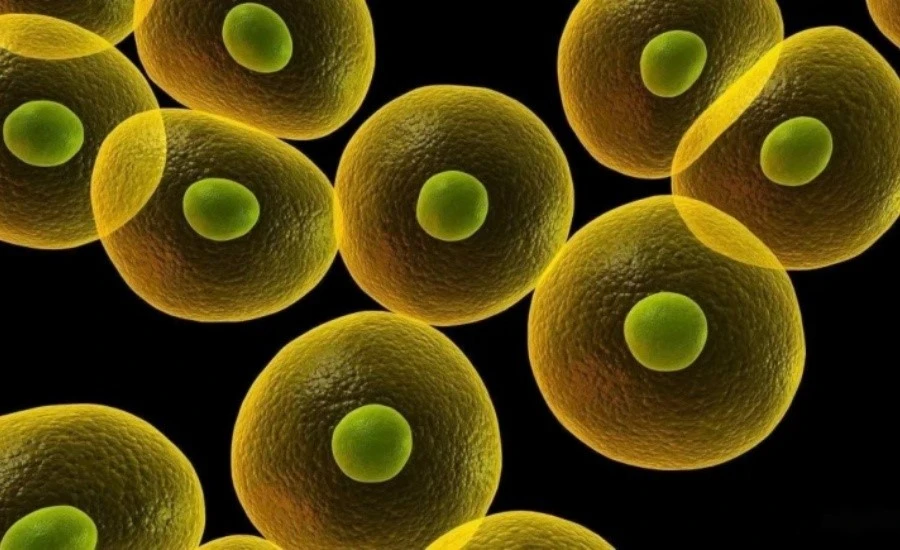 5-Amino-1MQ sales | Kpeptide 5-Amino-1MQ sales | Kpeptide