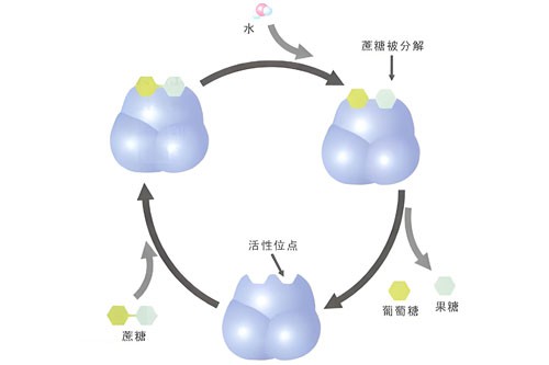 5-Amino-1MQ Metabolic | Shaanxi BLOOM Tech Co., Ltd 5-Amino-1MQ Metabolic | Shaanxi BLOOM Tech Co., Ltd