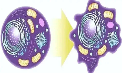 5-Amino-1MQ Buy | Shaanxi BLOOM Tech Co., Ltd 5-Amino-1MQ Buy | Shaanxi BLOOM Tech Co., Ltd