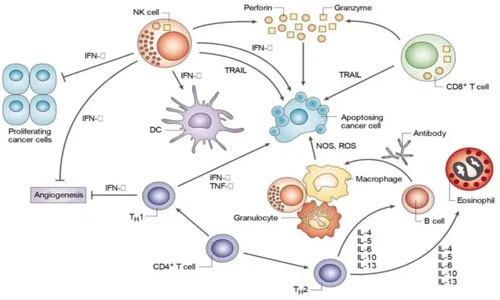 5-Amino-1MQ 500mcg | Shaanxi BLOOM Tech Co., Ltd 5-Amino-1MQ 500mcg | Shaanxi BLOOM Tech Co., Ltd