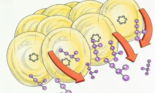 5-Amino-1MQ Price | Shaanxi BLOOM Tech Co., Ltd 5-Amino-1MQ Price | Shaanxi BLOOM Tech Co., Ltd