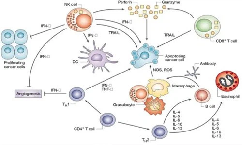 5-Amino-1MQ Online | Shaanxi BLOOM Tech Co., Ltd 5-Amino-1MQ Online | Shaanxi BLOOM Tech Co., Ltd