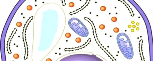 5-Amino-1MQ Cost | Shaanxi BLOOM Tech Co., Ltd 5-Amino-1MQ Cost | Shaanxi BLOOM Tech Co., Ltd