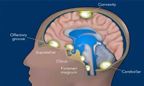 5-Amino-1MQ Buy | Shaanxi BLOOM Tech Co., Ltd 5-Amino-1MQ Buy | Shaanxi BLOOM Tech Co., Ltd