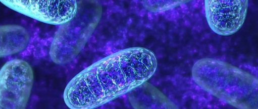 Bioglutide NA-931 uses | Shaanxi BLOOM Tech Co., Ltd Bioglutide NA-931 uses | Shaanxi BLOOM Tech Co., Ltd