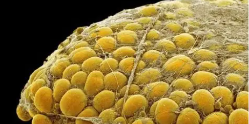 Bioglutide NA-931 Metabolic Coordination | Shaanxi BLOOM Tech Co., Ltd Bioglutide NA-931 Metabolic Coordination | Shaanxi BLOOM Tech Co., Ltd