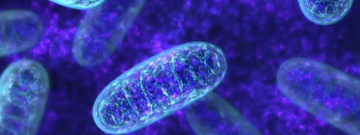 5-Amino-1MQ Long-Term Metabolic Adaptation | Shaanxi BLOOM Tech Co., Ltd 5-Amino-1MQ Long-Term Metabolic Adaptation | Shaanxi BLOOM Tech Co., Ltd