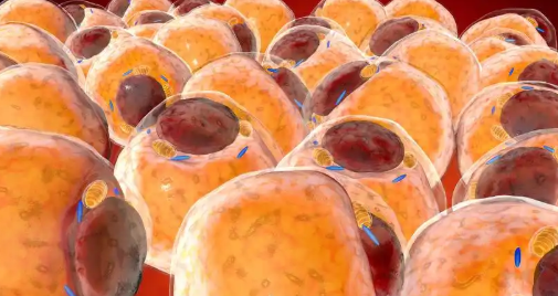 5-Amino-1MQ Inflammatory Pathway Suppression | Shaanxi BLOOM Tech Co., Ltd 5-Amino-1MQ Inflammatory Pathway Suppression | Shaanxi BLOOM Tech Co., Ltd