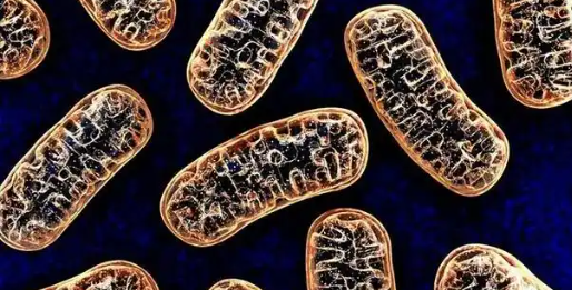 5-Amino-1MQ inflammation | Shaanxi BLOOM Tech Co., Ltd 5-Amino-1MQ inflammation | Shaanxi BLOOM Tech Co., Ltd