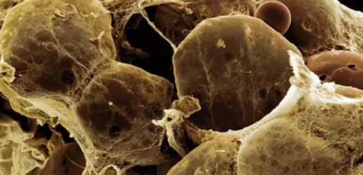 5-Amino-1MQ Tissue-Specific Metabolic Considerations | Shaanxi BLOOM Tech Co., Ltd 5-Amino-1MQ Tissue-Specific Metabolic Considerations | Shaanxi BLOOM Tech Co., Ltd