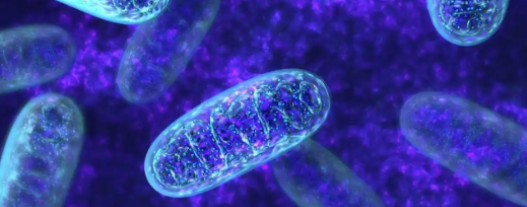 5-Amino-1MQ Mitochondrial Function | Shaanxi BLOOM Tech Co., Ltd 5-Amino-1MQ Mitochondrial Function | Shaanxi BLOOM Tech Co., Ltd