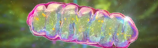 5-Amino-1MQ Research Application Considerations | Shaanxi BLOOM Tech Co., Ltd 5-Amino-1MQ Research Application Considerations | Shaanxi BLOOM Tech Co., Ltd