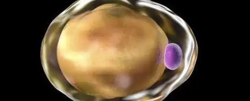 Bioglutide NA-931 uses | Shaanxi BLOOM Tech Co., Ltd Bioglutide NA-931 uses | Shaanxi BLOOM Tech Co., Ltd