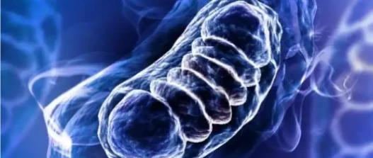 5-Amino-1MQ Antioxidants assist cells | Shaanxi BLOOM Tech Co., Ltd 5-Amino-1MQ Antioxidants assist cells | Shaanxi BLOOM Tech Co., Ltd