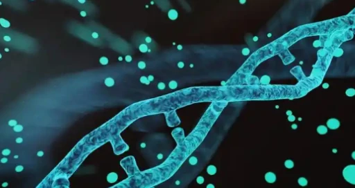 5-Amino-1MQ Translational Considerations | Shaanxi BLOOM Tech Co., Ltd 5-Amino-1MQ Translational Considerations | Shaanxi BLOOM Tech Co., Ltd