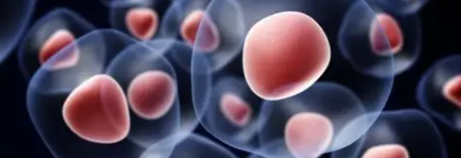 5-Amino-1MQ Metabolism tests | Shaanxi BLOOM Tech Co., Ltd 5-Amino-1MQ Metabolism tests | Shaanxi BLOOM Tech Co., Ltd