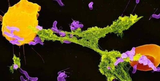 5-Amino-1MQ Mitochondrial Function | Shaanxi BLOOM Tech Co., Ltd 5-Amino-1MQ Mitochondrial Function | Shaanxi BLOOM Tech Co., Ltd
