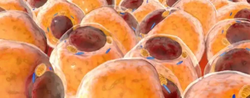 5-Amino-1MQ organ systems | Shaanxi BLOOM Tech Co., Ltd 5-Amino-1MQ organ systems | Shaanxi BLOOM Tech Co., Ltd