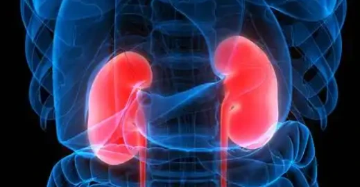 5-Amino-1MQ metabolic effects | Shaanxi BLOOM Tech Co., Ltd 5-Amino-1MQ metabolic effects | Shaanxi BLOOM Tech Co., Ltd