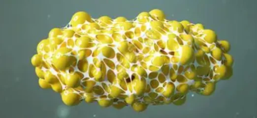 5-Amino-1MQ Regional Fat Distribution Patterns | Shaanxi BLOOM Tech Co., Ltd
