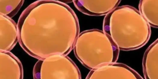 5-Amino-1MQ Lean Mass Preservation | Shaanxi BLOOM Tech Co., Ltd