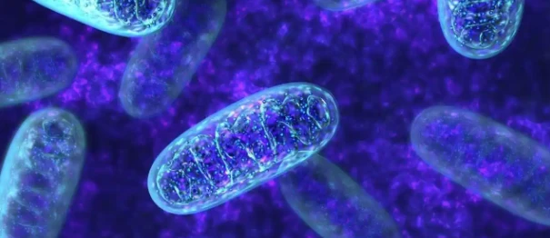 5-Amino-1MQ glycolytic metabolism | Shaanxi BLOOM Tech Co., Ltd 5-Amino-1MQ glycolytic metabolism | Shaanxi BLOOM Tech Co., Ltd