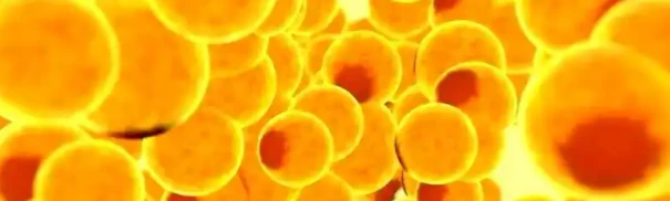 5-Amino-1MQ adipose tissue | Shaanxi BLOOM Tech Co., Ltd 5-Amino-1MQ adipose tissue | Shaanxi BLOOM Tech Co., Ltd