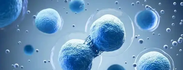 5-Amino-1MQ cellular degeneration | Shaanxi BLOOM Tech Co., Ltd 5-Amino-1MQ cellular degeneration | Shaanxi BLOOM Tech Co., Ltd