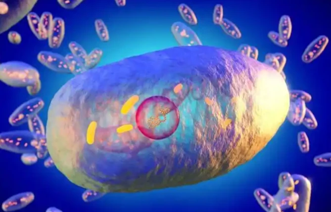 5-Amino-1MQ triglycerides | Shaanxi BLOOM Tech Co., Ltd 5-Amino-1MQ triglycerides | Shaanxi BLOOM Tech Co., Ltd