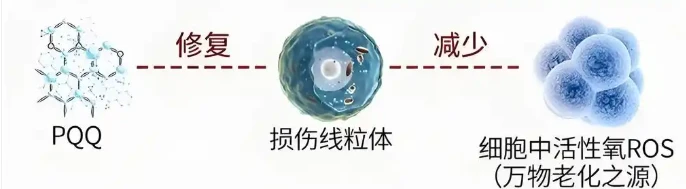 5-Amino-1MQ For Sale | Shaanxi BLOOM Tech Co., Ltd 5-Amino-1MQ For Sale | Shaanxi BLOOM Tech Co., Ltd