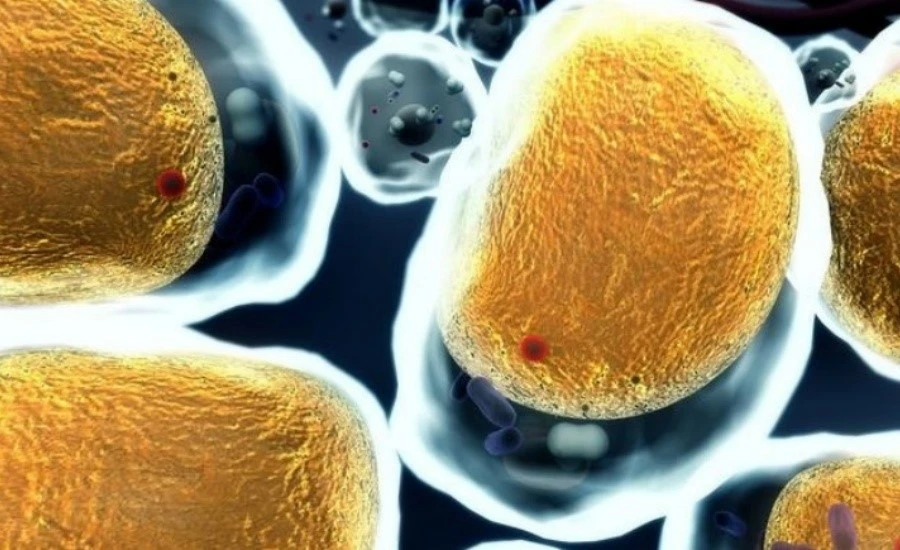 5-Amino-1MQ cells | Kpeptide 5-Amino-1MQ cells | Kpeptide