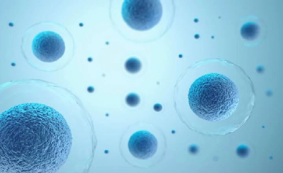 5-Amino-1MQ cellular | Kpeptide 5-Amino-1MQ cellular | Kpeptide