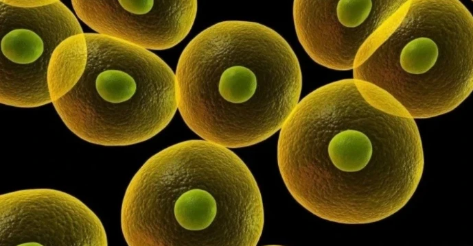 5-Amino-1MQ uses | Kpeptide 5-Amino-1MQ uses | Kpeptide