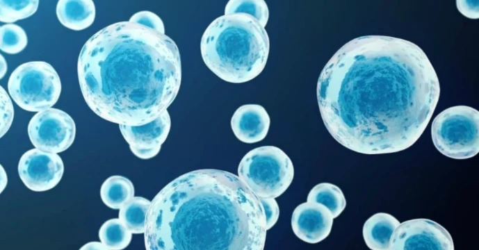 5-Amino-1MQ application | Kpeptide 5-Amino-1MQ application | Kpeptide