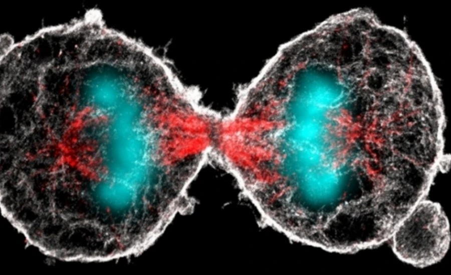 5-Amino-1MQ cell | Kpeptide 5-Amino-1MQ cell | Kpeptide
