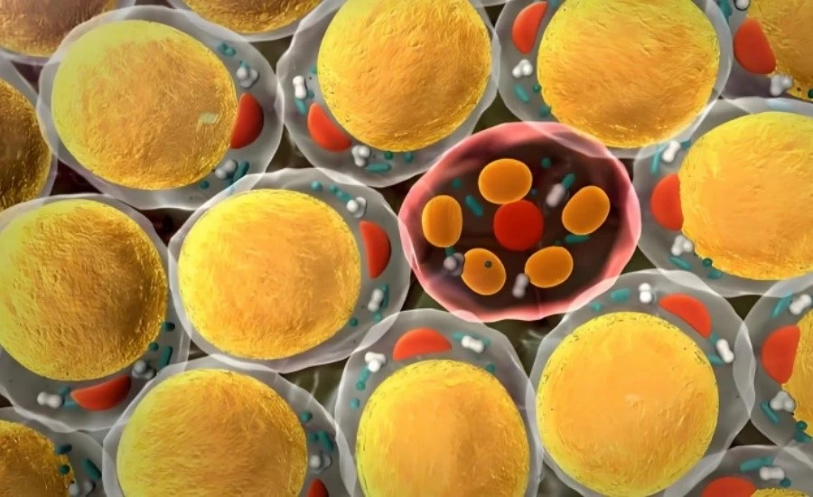 5-Amino-1MQ function | Kpeptide 5-Amino-1MQ function | Kpeptide