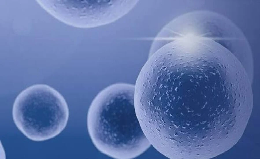 5-Amino-1MQ uses | Kpeptide 5-Amino-1MQ uses | Kpeptide