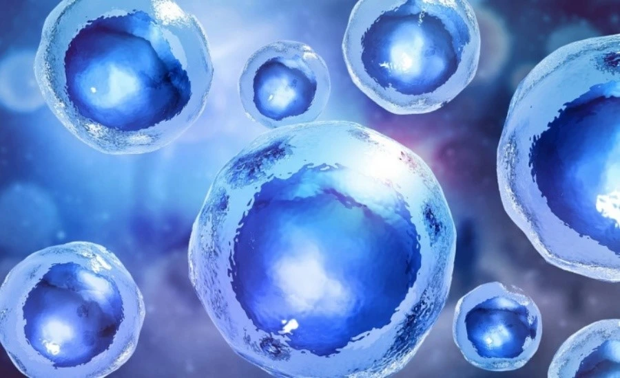 5-Amino-1MQ sales | Kpeptide 5-Amino-1MQ sales | Kpeptide
