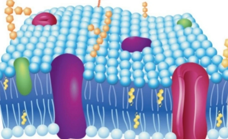 5-Amino-1MQ cost | Kpeptide 5-Amino-1MQ cost | Kpeptide