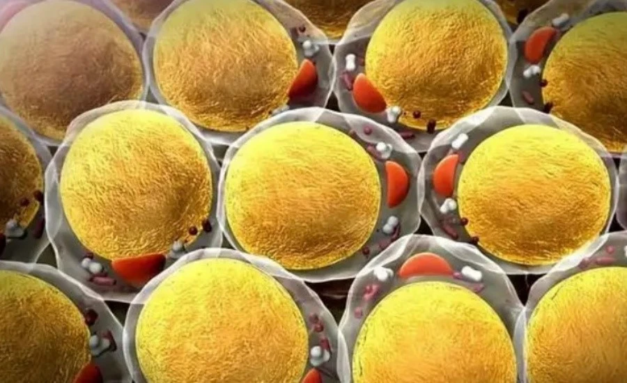 5-Amino-1MQ genes | Kpeptide 5-Amino-1MQ genes | Kpeptide