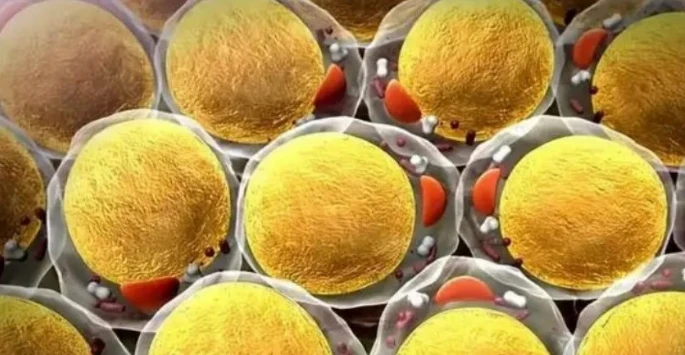 5 Amino 1MQ cell | Kpeptide 5 Amino 1MQ cell | Kpeptide