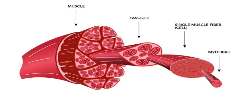 IGF-1 LR3 Muscle fibers | Shaanxi BLOOM Tech Co., Ltd IGF-1 LR3 Muscle fibers | Shaanxi BLOOM Tech Co., Ltd