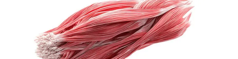 IGF-1 LR3 Muscle tissue | Shaanxi BLOOM Tech Co., Ltd IGF-1 LR3 Muscle tissue | Shaanxi BLOOM Tech Co., Ltd