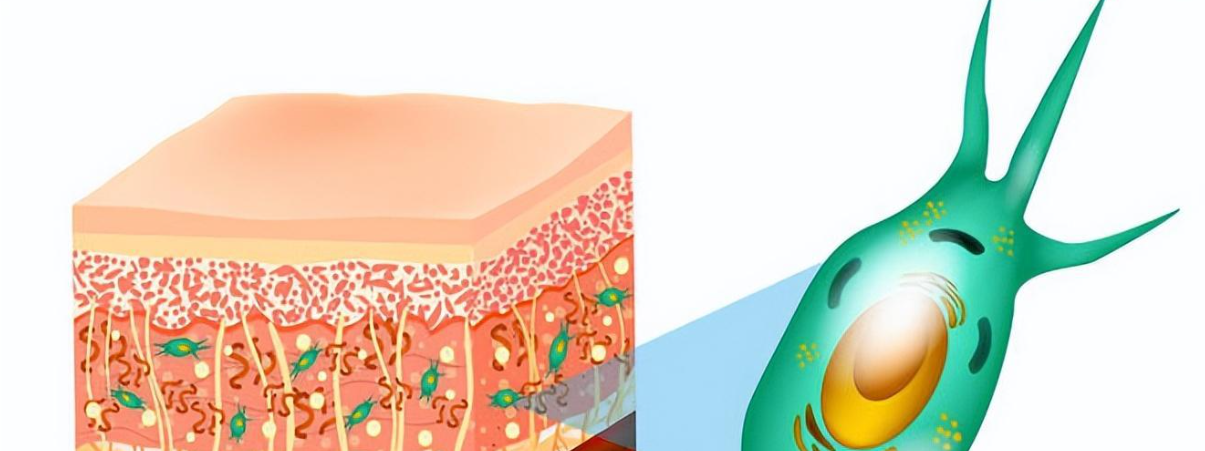 skincare peptide | Shaanxi BLOOM Tech Co., Ltd skincare peptide | Shaanxi BLOOM Tech Co., Ltd