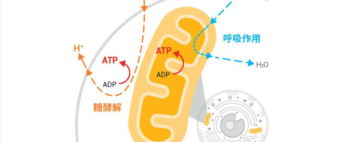 Nad Nasal Spray uses | Shaanxi BLOOM Tech Co., Ltd Nad Nasal Spray uses | Shaanxi BLOOM Tech Co., Ltd
