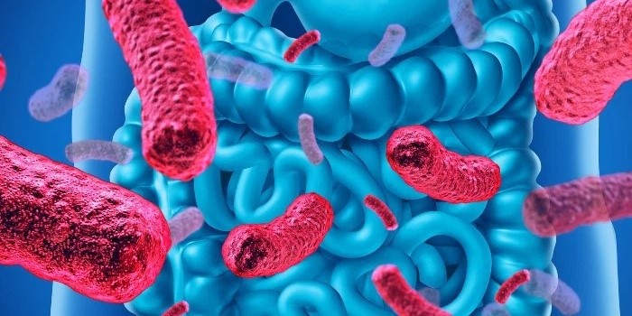 NAD+ Prebiotics And Probiotics | Shaanxi BLOOM Tech Co., Ltd NAD+ Prebiotics And Probiotics | Shaanxi BLOOM Tech Co., Ltd