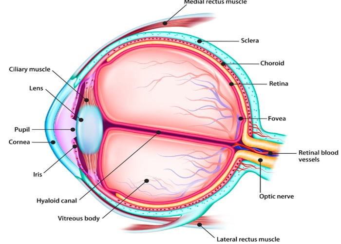 Epitalon Cost | Shaanxi BLOOM Tech Co., Ltd Epitalon Cost | Shaanxi BLOOM Tech Co., Ltd
